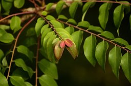 Phyllanthus acidus leaves