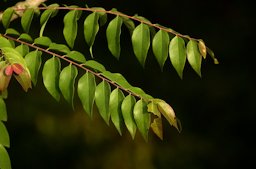 Phyllanthus acidus  leaf habit