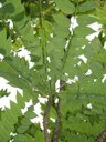 Underside of branch