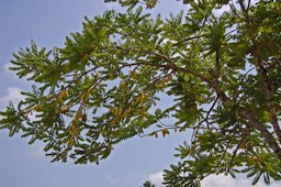 Phyllanthus acidus tree, near Borobudur, Central Java, Indonesia