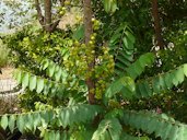 Phyllanthus acidus, Thane, India