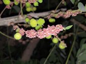 Tahitian Gooseberry Tree, Phyllanthus acidus, Hyderabad, Telangana, India