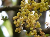 Tahitian Gooseberry Tree, Phyllanthus acidus, Singapore