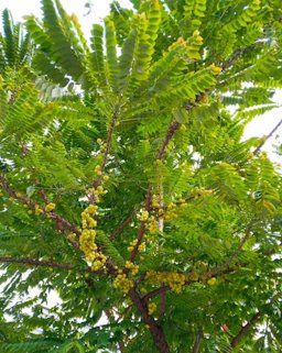 Tahitian Gooseberry Tree, Phyllanthus acidus, Kuala Lumpur, Malaysia