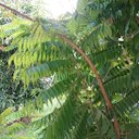 Tahitian Gooseberry Tree, Phyllanthus acidus, Nakhon Pathom, Thailand