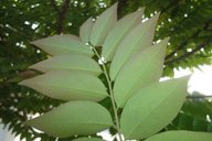 Phyllanthus acidus (Star Gooseberry)