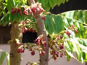 Phyllanthus acidus (Otaheite gooseberry), Flowers and leaves, Lanai City, Lanai, Hawai'i