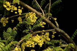 Phyllanthus acidus fruit