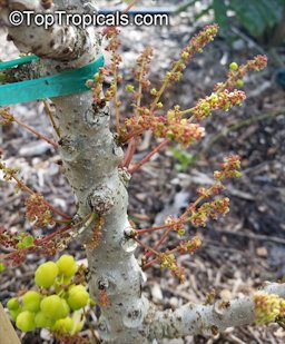 Phyllanthus acidus, Phyllanthus distichus