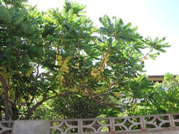 Phyllanthus acidus (Otaheite gooseberry) Fruiting habit Napili, Maui, Hawai'i