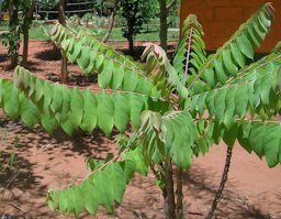 Phyllanthus acidus seedling from Karnataka India