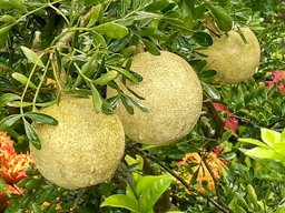 Limonia acidissima ( Wood apple) with leaves, National Tree Fair 2018, at Sher-e-Bangla Nagar, Dhaka, Bangladesh