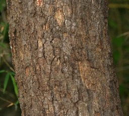 Wood-apple Limonia acidissima syn. Limonia elephantum at Talakona forest, in Chittoor District of Andhra Pradesh, India