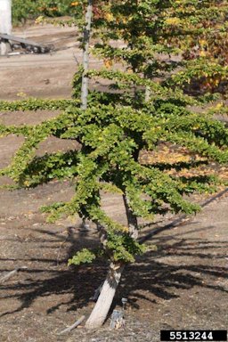 Elephant (Feronia limonia cv. Elephant) plant habit