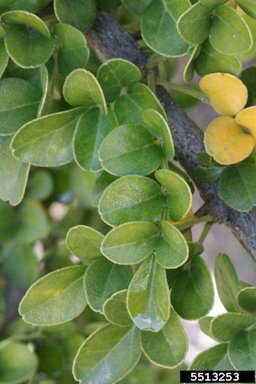 Elephant (Feronia limonia cv. Elephant), foliage