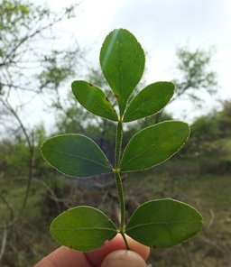 Limonia acidissima, Nilgiris, Tamil Nadu, India