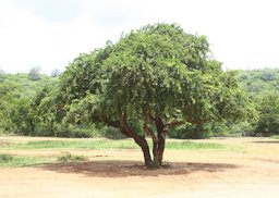 Wood-apple tree in Trincomalee, Sri Lanka