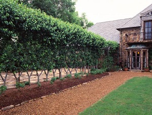 Belgian Fence