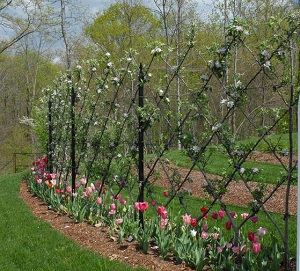 Belgian Fence Spring