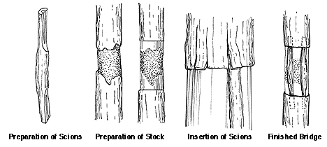 Bridge graft