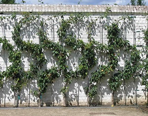 Espaliered S-Shape Fruit Tree