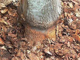 After removing the stem girdling root, the root system and trunk below this point can expand normally.