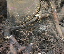 These roots should be removed because they are likely to strangle the trunk.