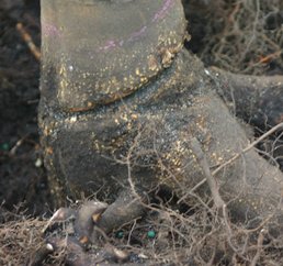 After removing the stem girdling roots the tree has a much better chance of thriving in the landscape.