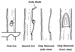 Rootstock cut for T budding