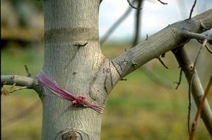 Before Removing a Branch