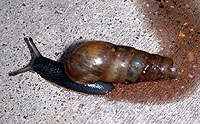 Decollate Snail