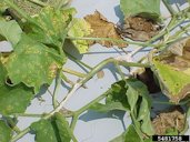 Alterneria leaf blight of cantaloupe