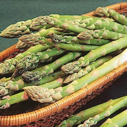 Mary Washington Improved Asparagus