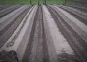 Harvesting white asparagus - the stalks in the foreground were freed of earth for the taking of the photograph