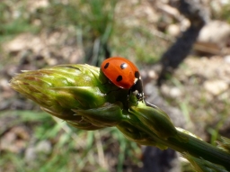 Ladybug, Asparagus. Coccinella Septempunctata
