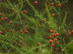 Wild Asparagus (Asparagus officinalis)