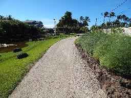 Asparagus officinalis (Asparagus) Planted along driveway border at Kawela, Molokai, Hawaii