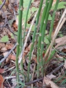 Wild Asparagus (Asparagus officinalis)