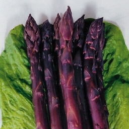 Sweet Purple Asparagus