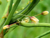 Asparagus officinalis in Muromets island, Vyshhorod raion, Kiev oblast, Ukraine