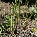 Asparagus officinalis identifierad med hjälp av skylt i Västerås botaniska trädgård