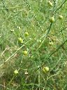 Wild Asparagus (Asparagus officinalis)