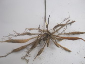Roots of Asparagus officinalis found in Panchkhal Valley