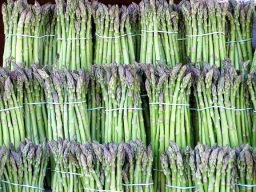 Asparagus bundled