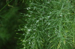 Asparagus officinalis with dewdrops