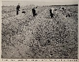 Harvesting white asparagus - the stalks in the foreground were freed of earth for the taking of the photograph