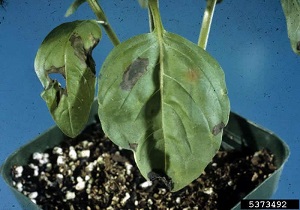 Basil bacterial leaf spot, sign