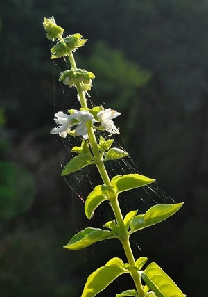 Sweet Basil, Common Basil (Ocimum basilicum)