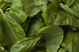 Basil leaves