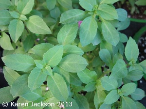 Spicy Globe Basil